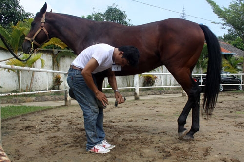 Sang Nhật chăm ngựa đua